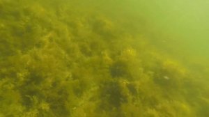 Берега и глубины Белого озера. Николаевский район, Ульяновская область.