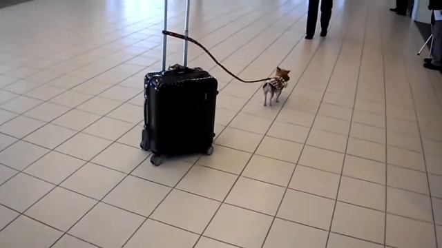 Йорк помощник смотреть онлайн