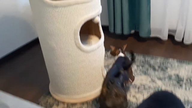 Радость ориентального кота: новая когтеточка😊| Oriental Cat & His New Cat Condo| Neue Kratztonne