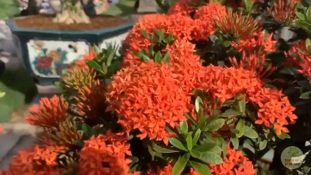 Nice bonsai garden with Red beautiful flowers of  ixora coccinea смотреть онлайн