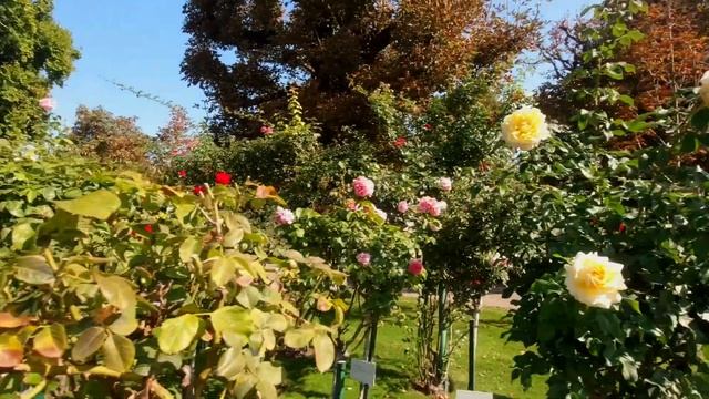 VOLKSGARTEN in 4K VIENNAAUSTRIA travel guide Ep.12 rosegarden summer djiosmoaction  volksgarte