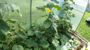 Решил проблему владельцев Nissan NP300. Установил салонный фильтр.