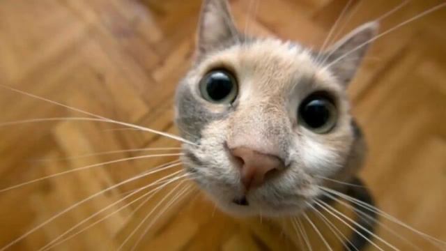 1топ5 смешных животных часть 3 смотреть онлайн