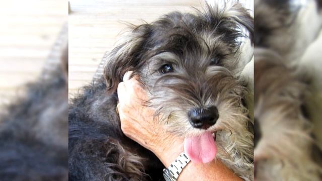 Миттельшнауцер. Плюсы и минусы, Цена, Как выбрать, Факты, Уход, История смотреть онлайн