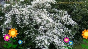 Чубушник виргинский Виргинал. Краткий обзор, описание характеристик philadelphus virginalis Virgina