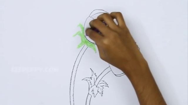 How to Draw an Anemone Coronaria (Violet) смотреть онлайн