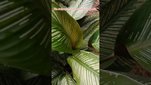 Pin Stripe Plant | Calathea