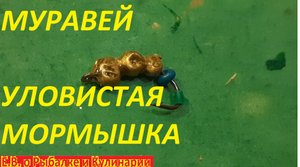КАК СДЕЛАТЬ МЕГА УЛОВИСТУЮ МОРМЫШКУ МУРАВЕЙ БЕЗ ПАЙКИ ЗА 5 МИНУТ, РЫБА СХОДИТ ОТ НЕЕ С УМА