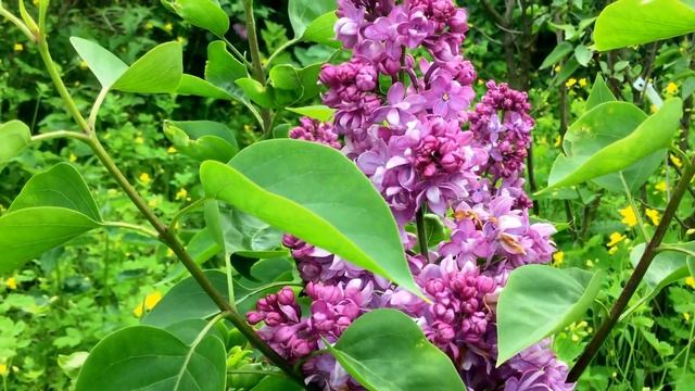 Сорт сирени " Русская Песня" смотреть онлайн