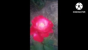 Роза Парадайс. Эта роза точно не из нашего мира#Shorts