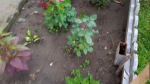 Хосты: снек айс, джун, аллеган фог.
