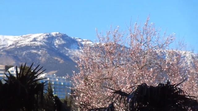 Март, снег в горах. Цветущая сакура и пальмы на берегу. смотреть онлайн