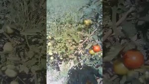 Отличный способ для завязи томатов.