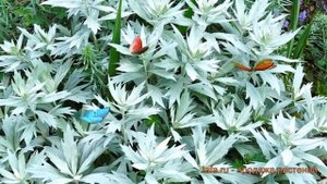 Полынь обыкновенная Валери Финнис (valerie finnis) ? обзор: как сажать, саженцы полыни Валери Финни