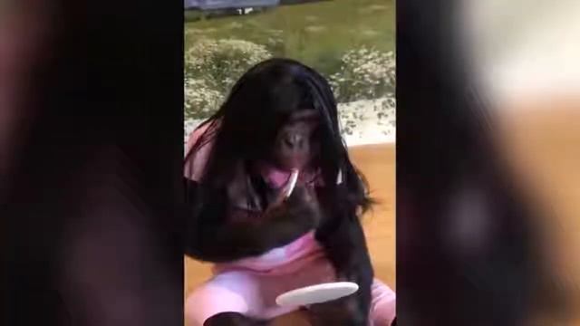 Я РЖАЛ ЦЕЛЫЙ ЧАС ТЕСТ НА ПСИХИКУ ПОПРОБУЙ НЕ ЗАСМЕЯТЬСЯ СМЕШНЫЕ ЖИВОТНЫЕ #62 1 смотреть онлайн