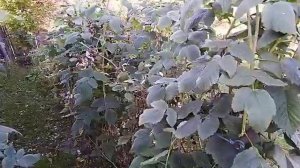 Опыт выращивания малины.  Результат борьбы с сорняками.