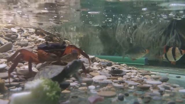 Радужный краб и красноухие черепахи в акватеррариум аквариуме