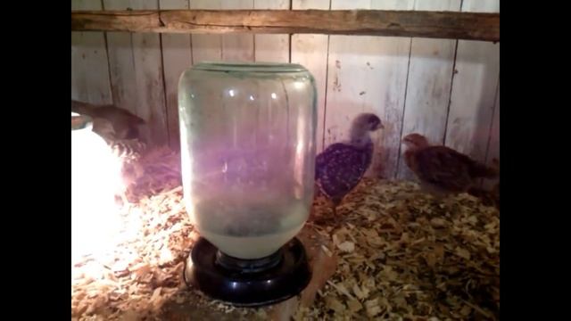 ЦЫПЛЯТА ЗАБОЛЕЛИ! КОКЦИДИОЗ? Чем лечить??? смотреть онлайн