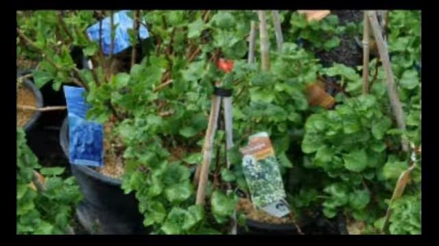 Climbing plants take heavy shade fountainville Pen