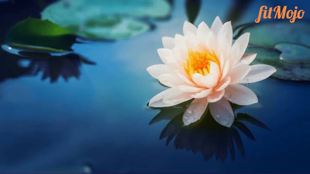 Gongyo in Perfect Speed (3min) #gongyo #budhism #lotussutra #daimoku #buddha #meditation #motivatio