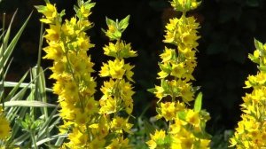 Цветы. Вербейник