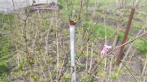 Малина растет как сумашедшая ! Просто добавь это.....