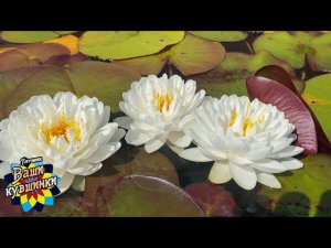 Нимфея Charm (Шарм) кувшинка, waterlily, водные растения, пруд