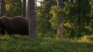 Урал Дикая природа России