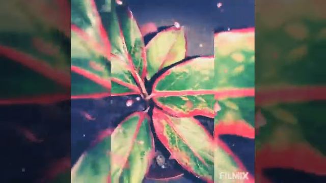 Aglaonema Red Lips Stick (Best Indoor Plant)
