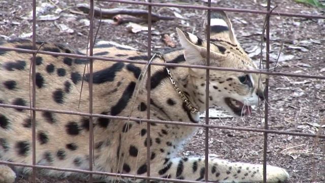 Pet Serval Rescued смотреть онлайн