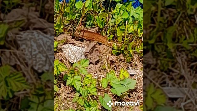 Змея в огороде у моей знакомой. Ящерица желтопуз.