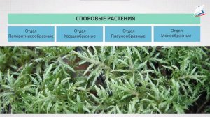 5 класс биология урок 14 Характеристика и разнообразие споровых растений