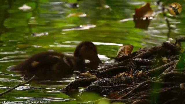 Романтический саксофон