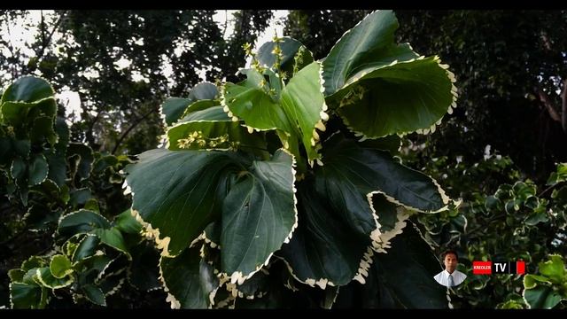Acalypha Wilkésiana famille des euphorbiacéaes. смотреть онлайн