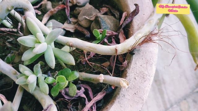 All about succulents plant/best succulents plant how to grow echeveria plant/Best Tips for Succulen смотреть онлайн