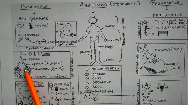 Анатомия смотреть онлайн