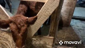 Размеры стойла для Коров и молодняка КРС бюджетный вариант , смотреть до конца.