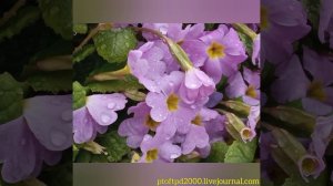 Поездка на автомобиле из Москвы в Углич.