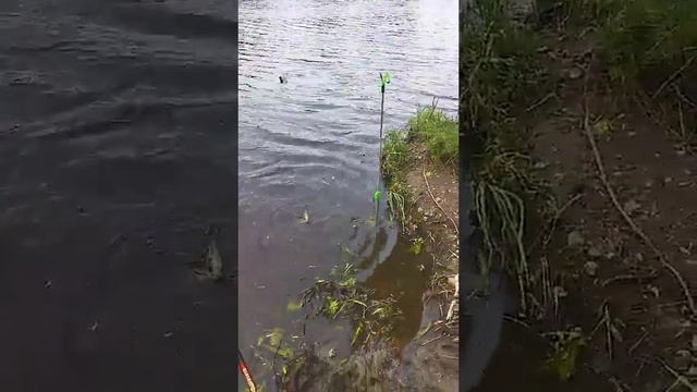 Учимся ловить рыбу смотреть онлайн