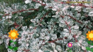 Барбарис тунберга Сильвер Бьюти. Краткий обзор, описание berberis thunbergii Silver Beauty