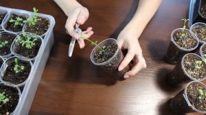 Лаванда из семян Пикировка Прищипывание