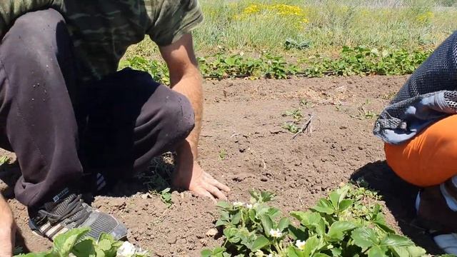 Преимущества позднего сорта клубники. Урожайный сорт Аргентера. Брилла 2 недели после посадки!!! смотреть онлайн