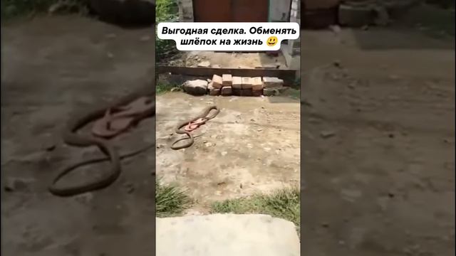 Пожертвовала тапком ради спасения от змеи. Змее понравился тапок.