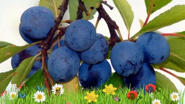 Слива гибридный Синий дар ? Обзор: посадка и уход. крупномеры сливы: описание и особенности смотреть онлайн