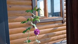 Розы в кашпо. Как сохранить?