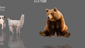 СРАВНЕНИЕ продолжительности жизни ЖИВОТНЫХ