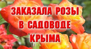 1.12.2021 Садовод Крыма Розы.mp4