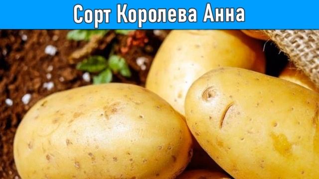 Картофель Королев Анна. Картошка Для Посадки