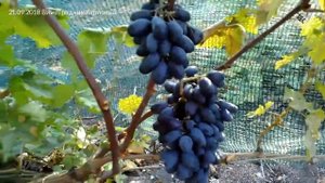 Виноград Сентябрина 21.09.2018