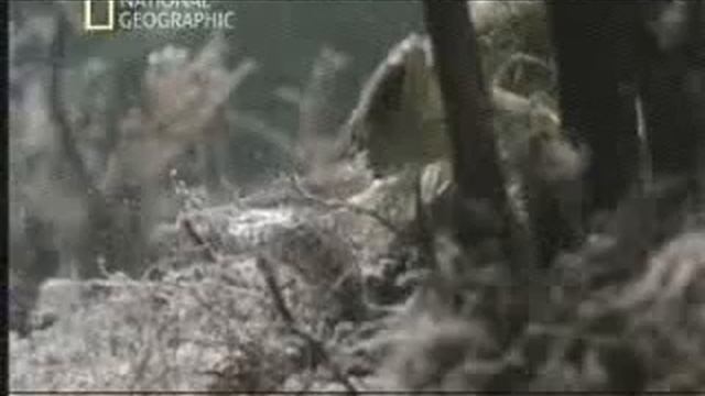 Чудесные превращения смотреть онлайн